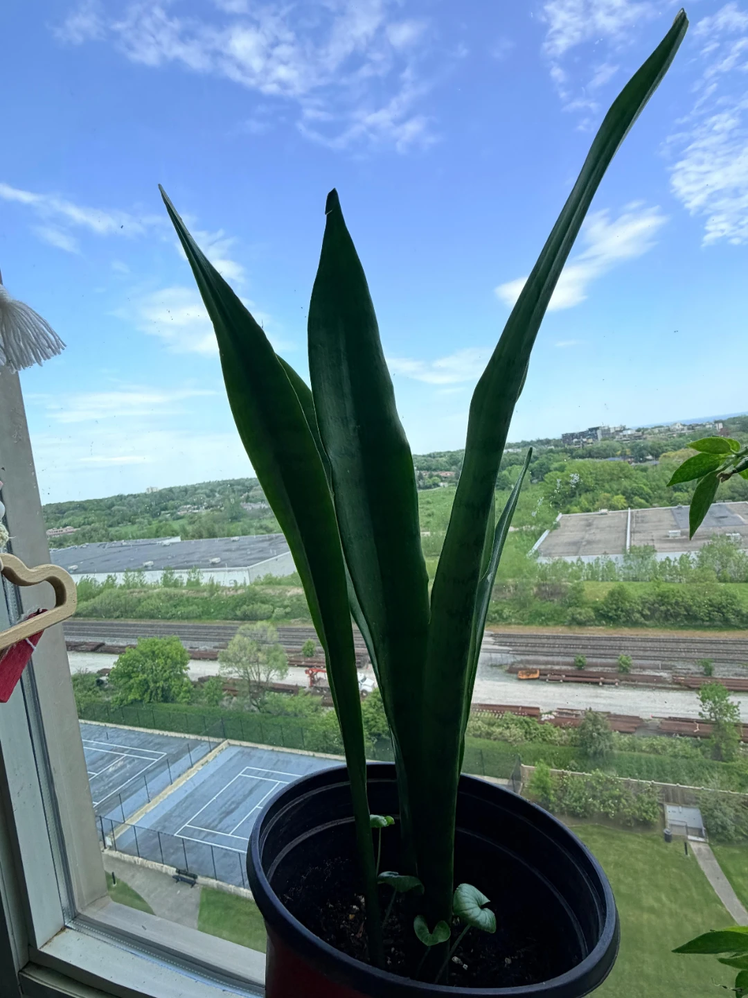 Snake Plant - photo 5