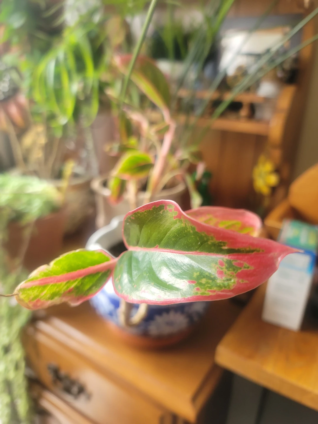 Potted Papyrus Plant - photo 2