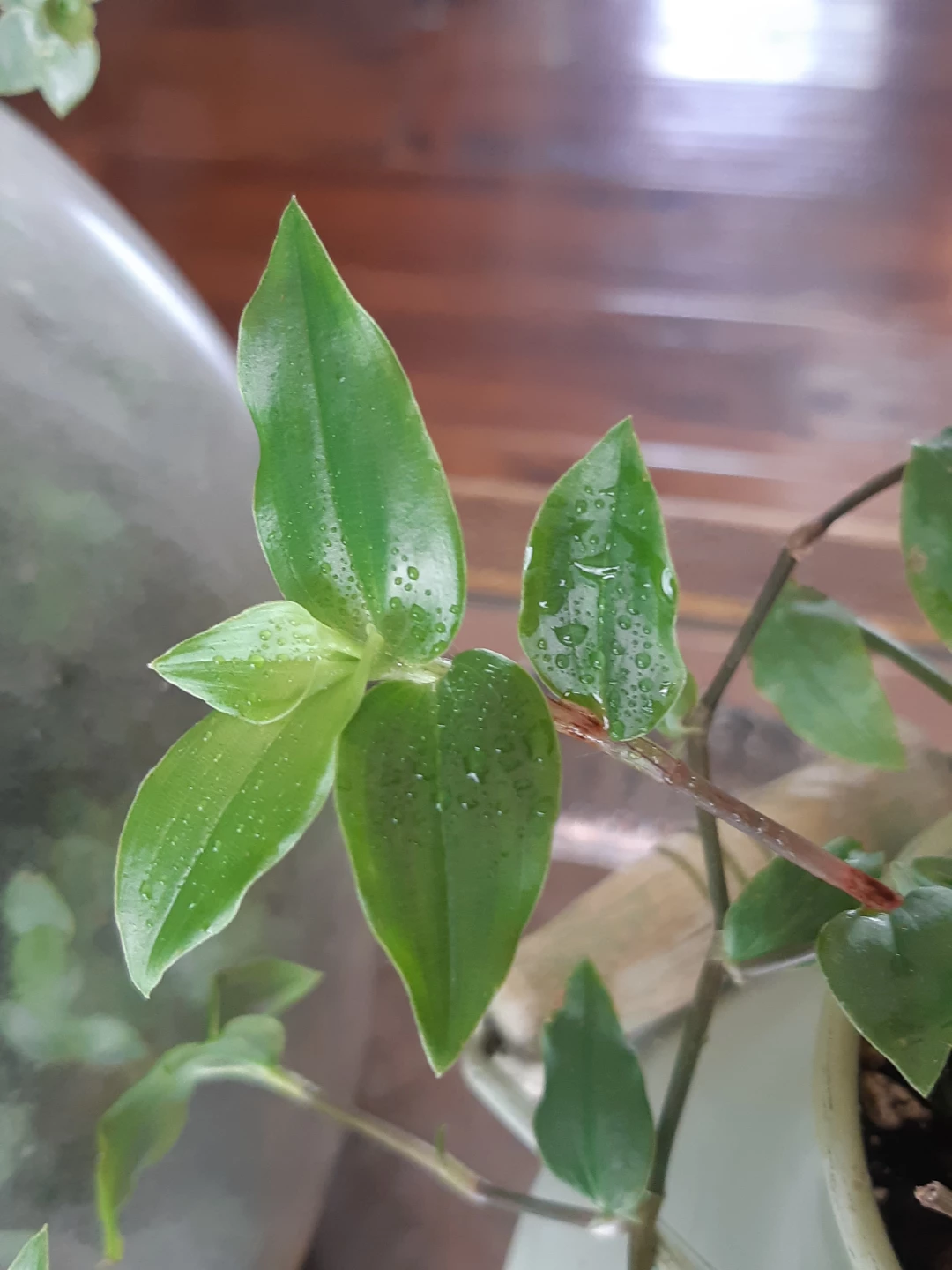 Tradescantia Fluminensis Houseplant and Rustic Planter - photo 4