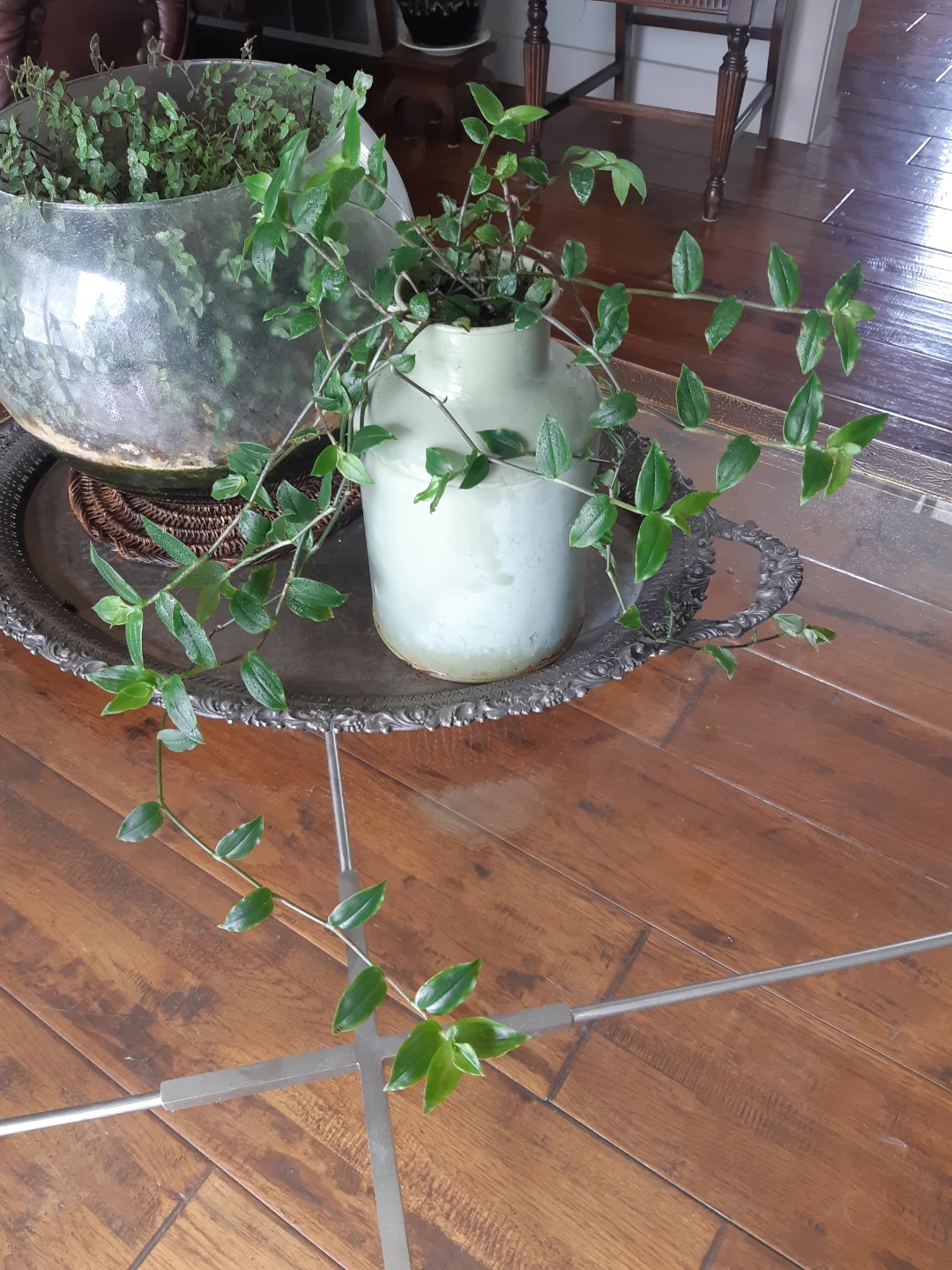 Tradescantia Fluminensis Houseplant and Rustic Planter - photo 5