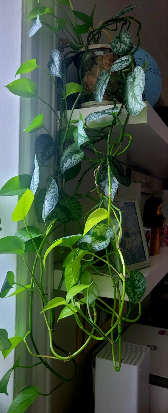 Scindapsus Pictus 'Argyraeus' Plant