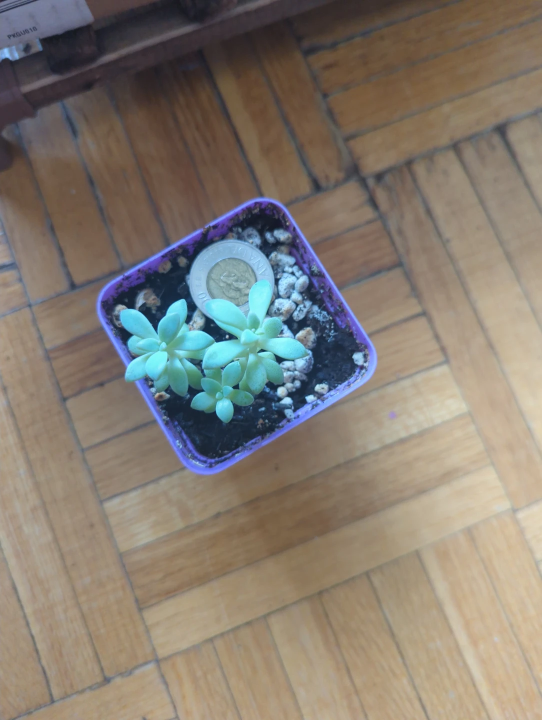 Succulent Plant in Small Pot - photo 2