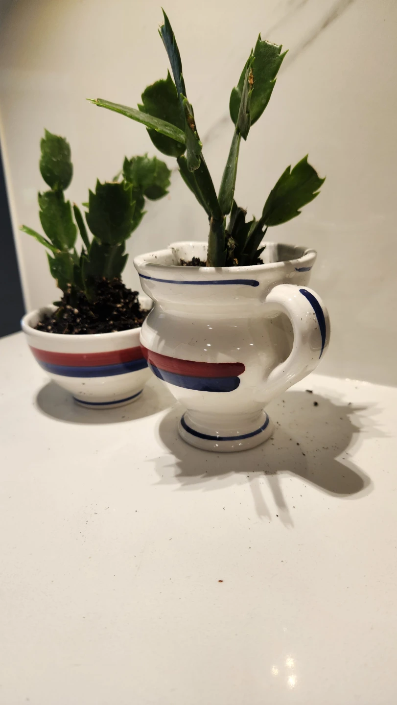 Upcycled cream and sugar planters with plants - photo 2