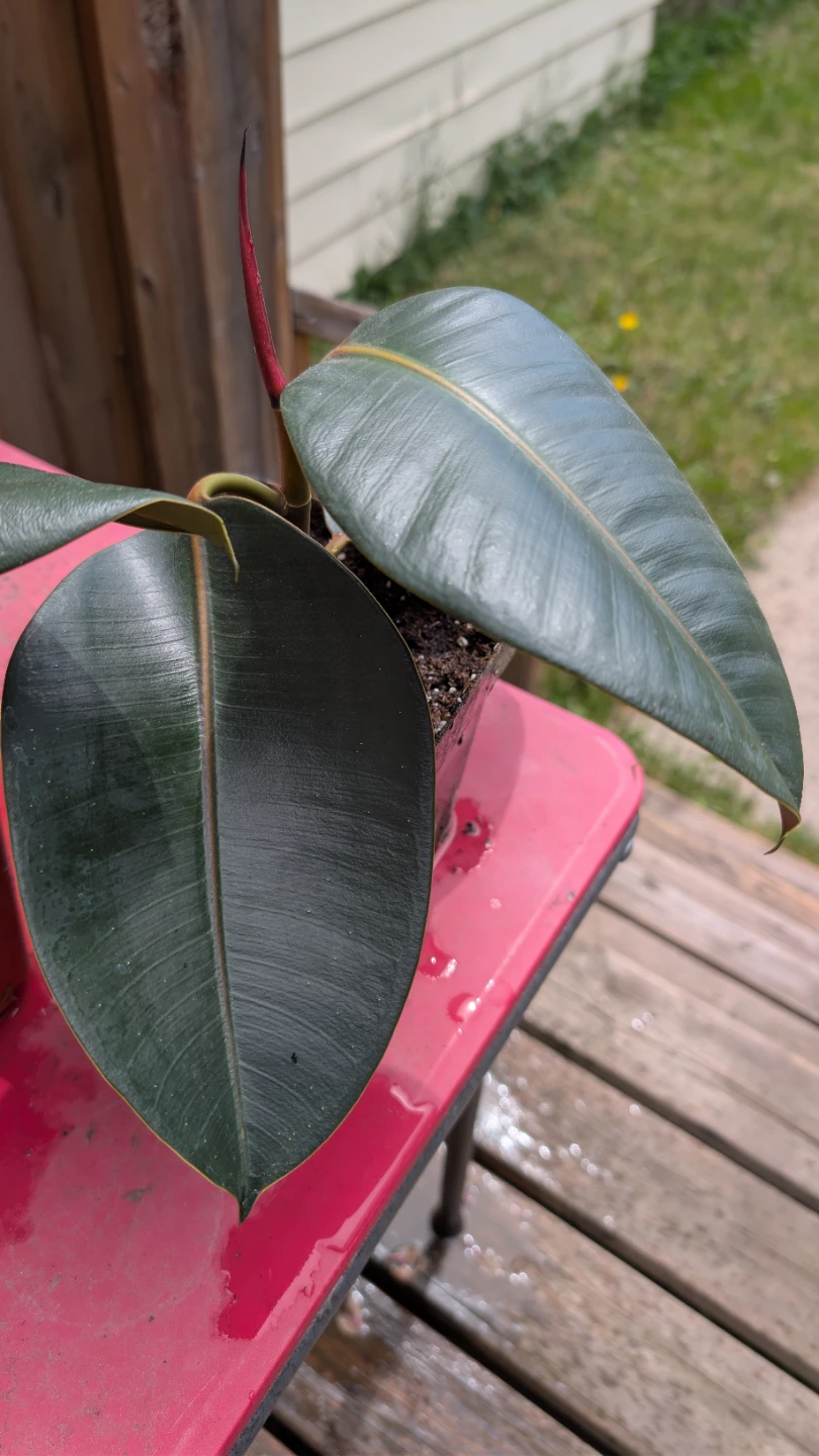 Ficus Elastica 'Burgundy' for sale!