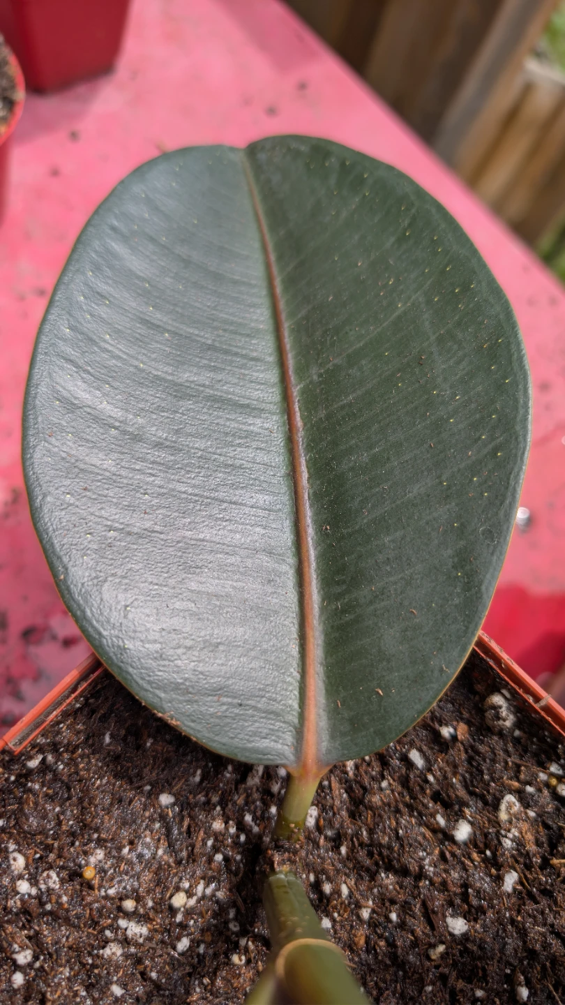 Ficus Elastica 'Burgundy' for sale! - photo 2