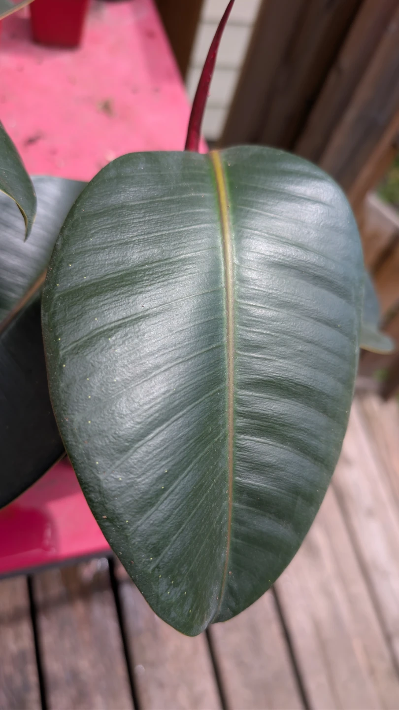 Ficus Elastica 'Burgundy' for sale! - photo 3