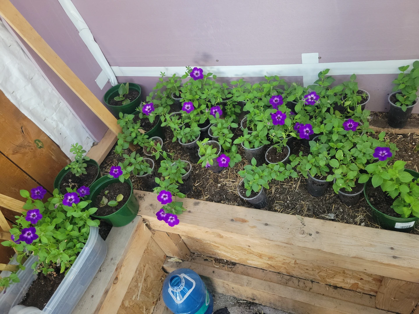 Pink and Purple Wave Petunia Plants