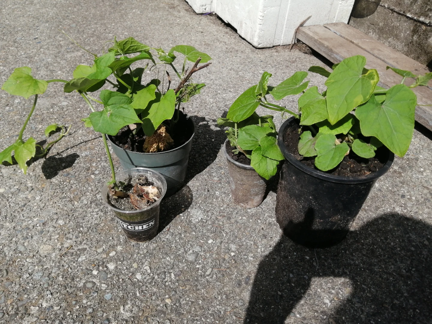 Organic Chayote starters - photo 2