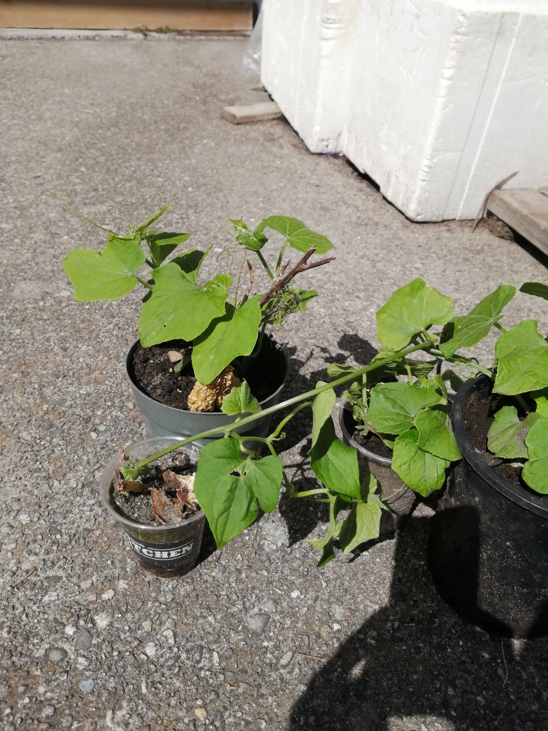 Organic Chayote starters - photo 4