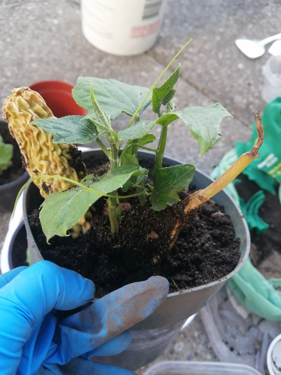 Organic Chayote starters - photo 5