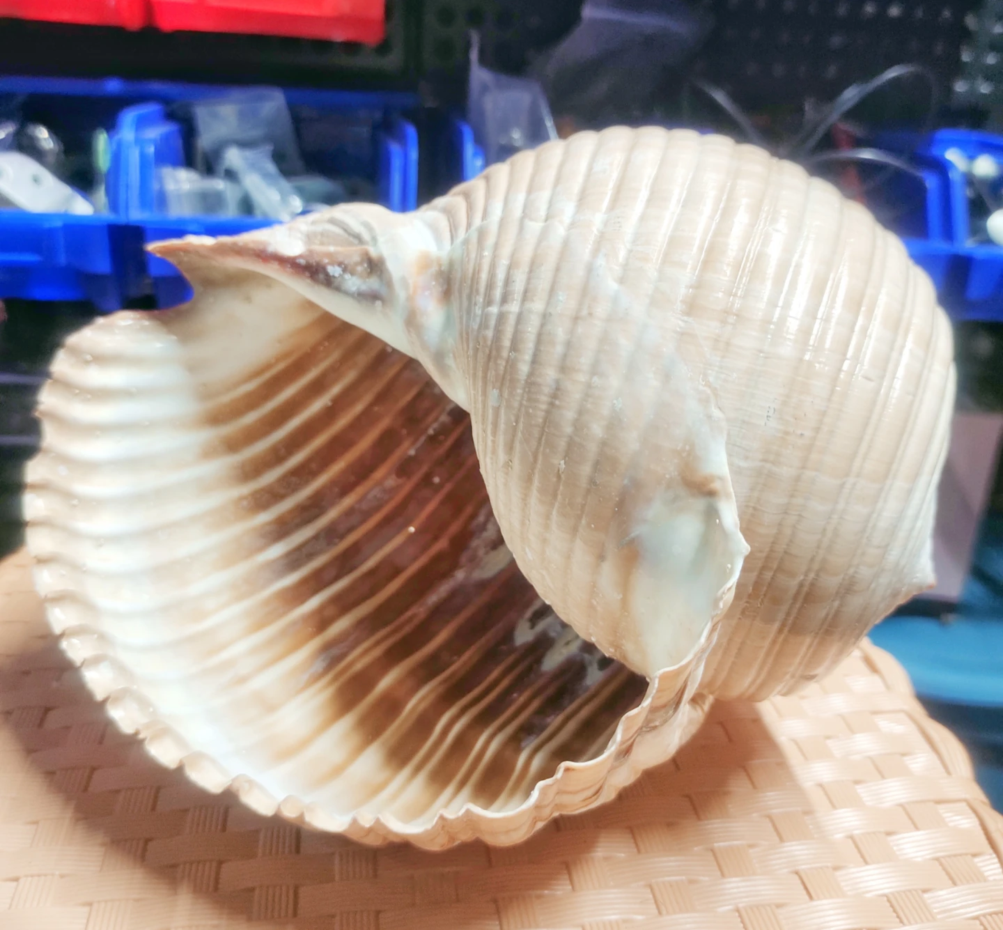 Large Seashell - photo 2