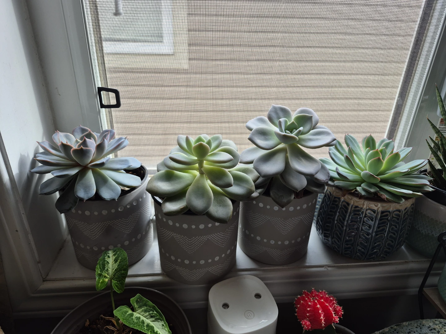 Assorted Succulents / snake plantsin Decorative Pots