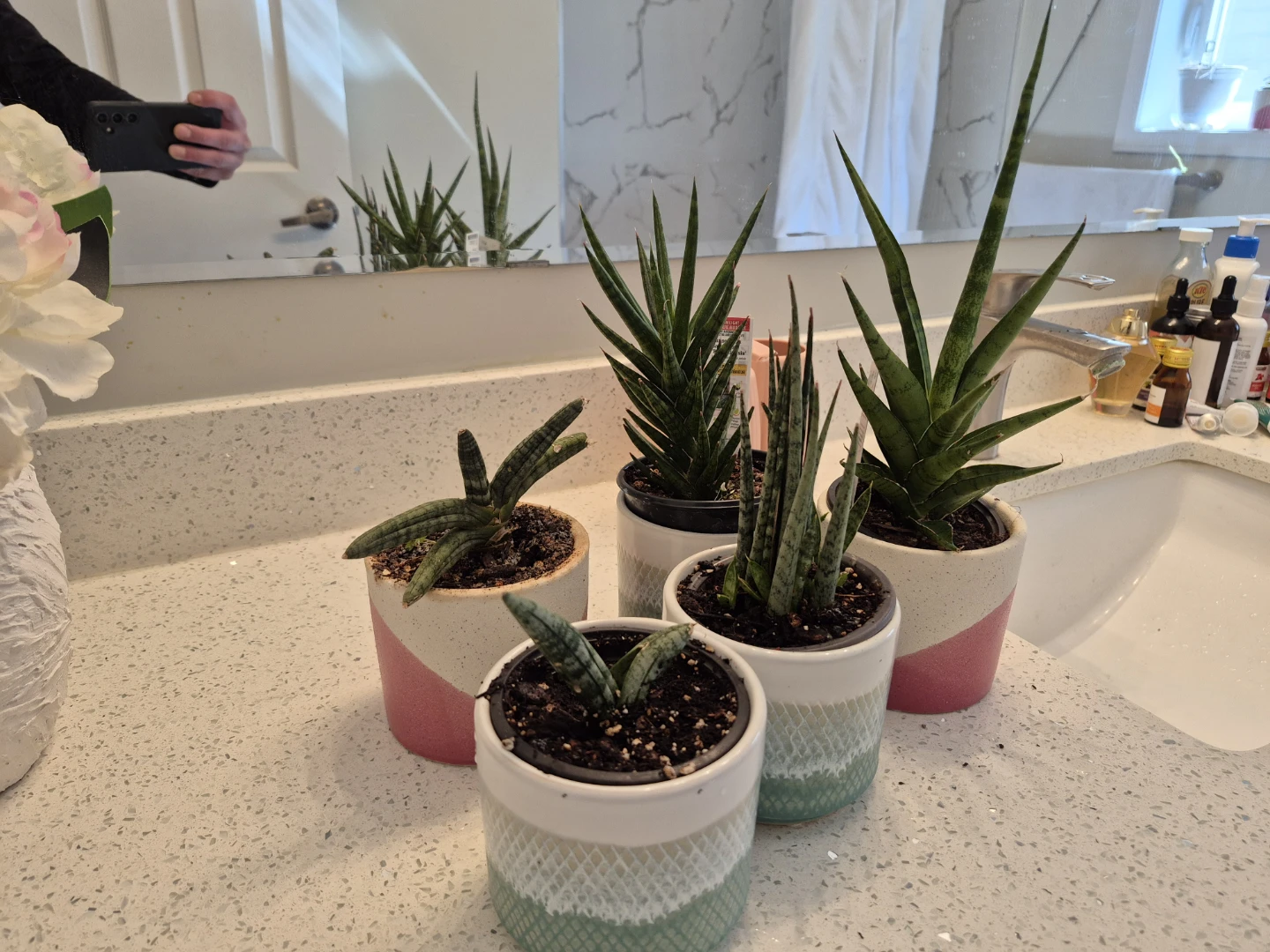 Assorted Succulents / snake plantsin Decorative Pots - photo 4