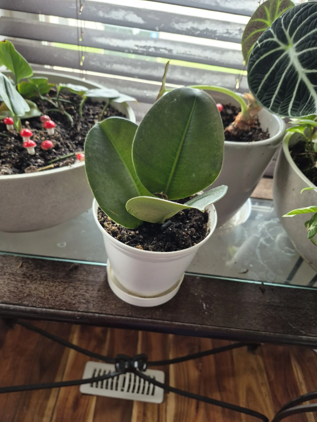 Assorted Succulents / snake plantsin Decorative Pots - photo 5