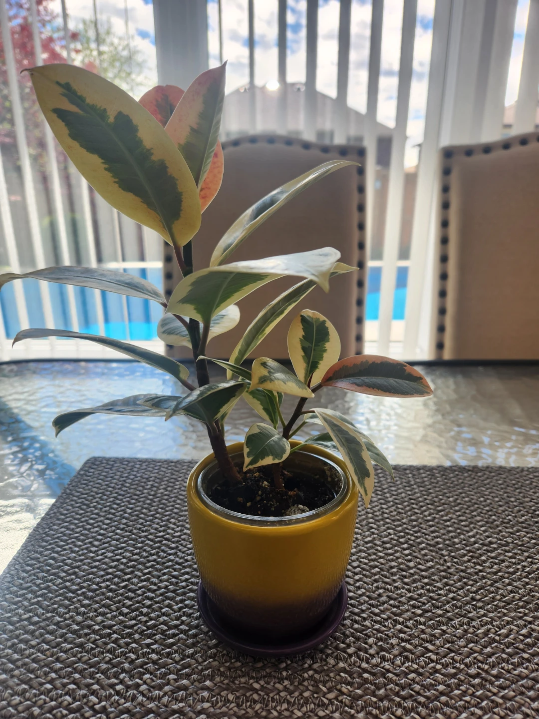 Ficus Elastica/Rubber Plant Tineke