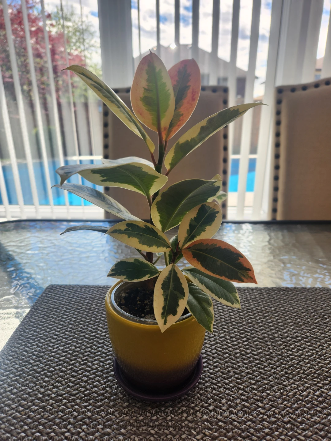 Ficus Elastica/Rubber Plant Tineke - photo 2