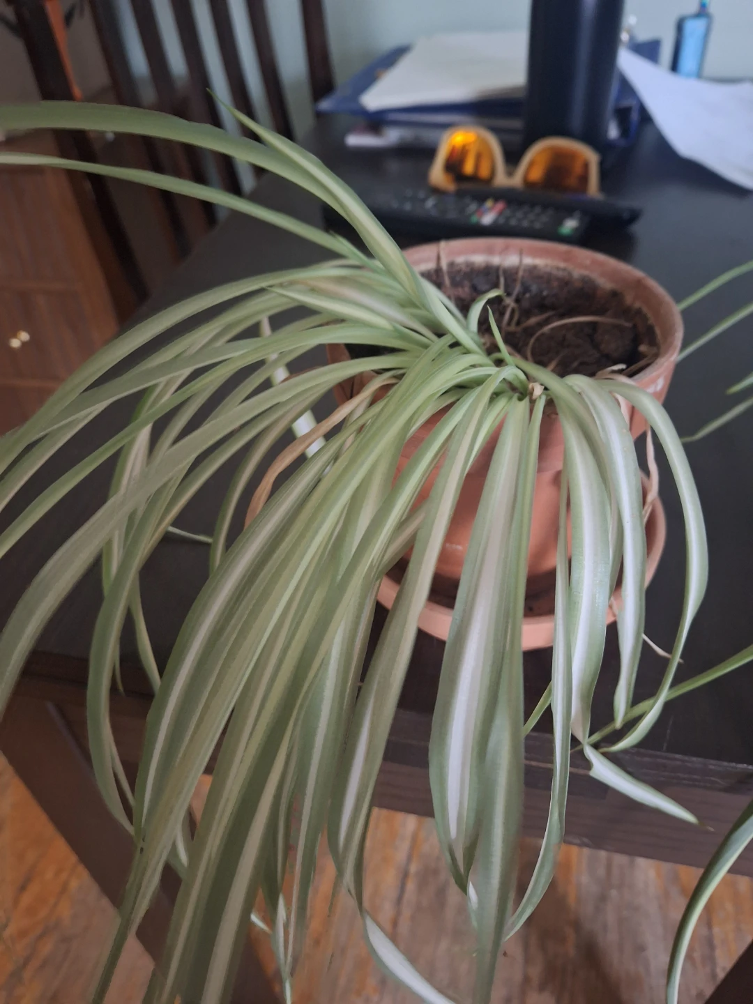 Spider Plant