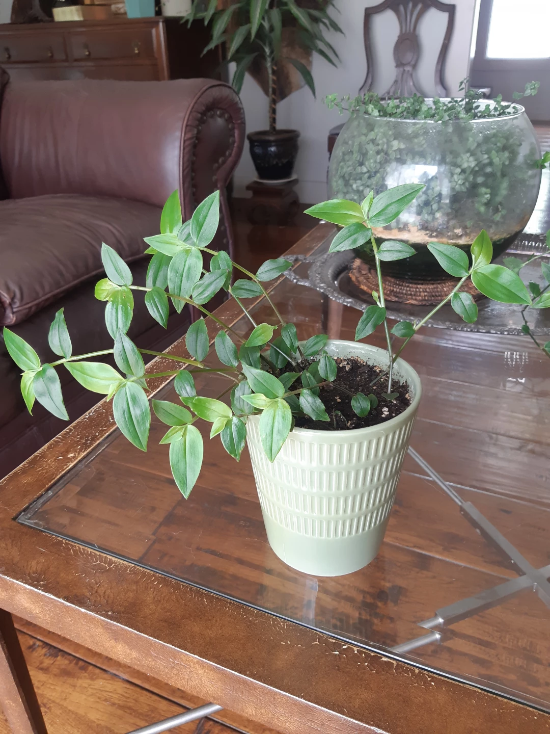 Lush Tradescantia fluminensis plant and ceramic planter - photo 4