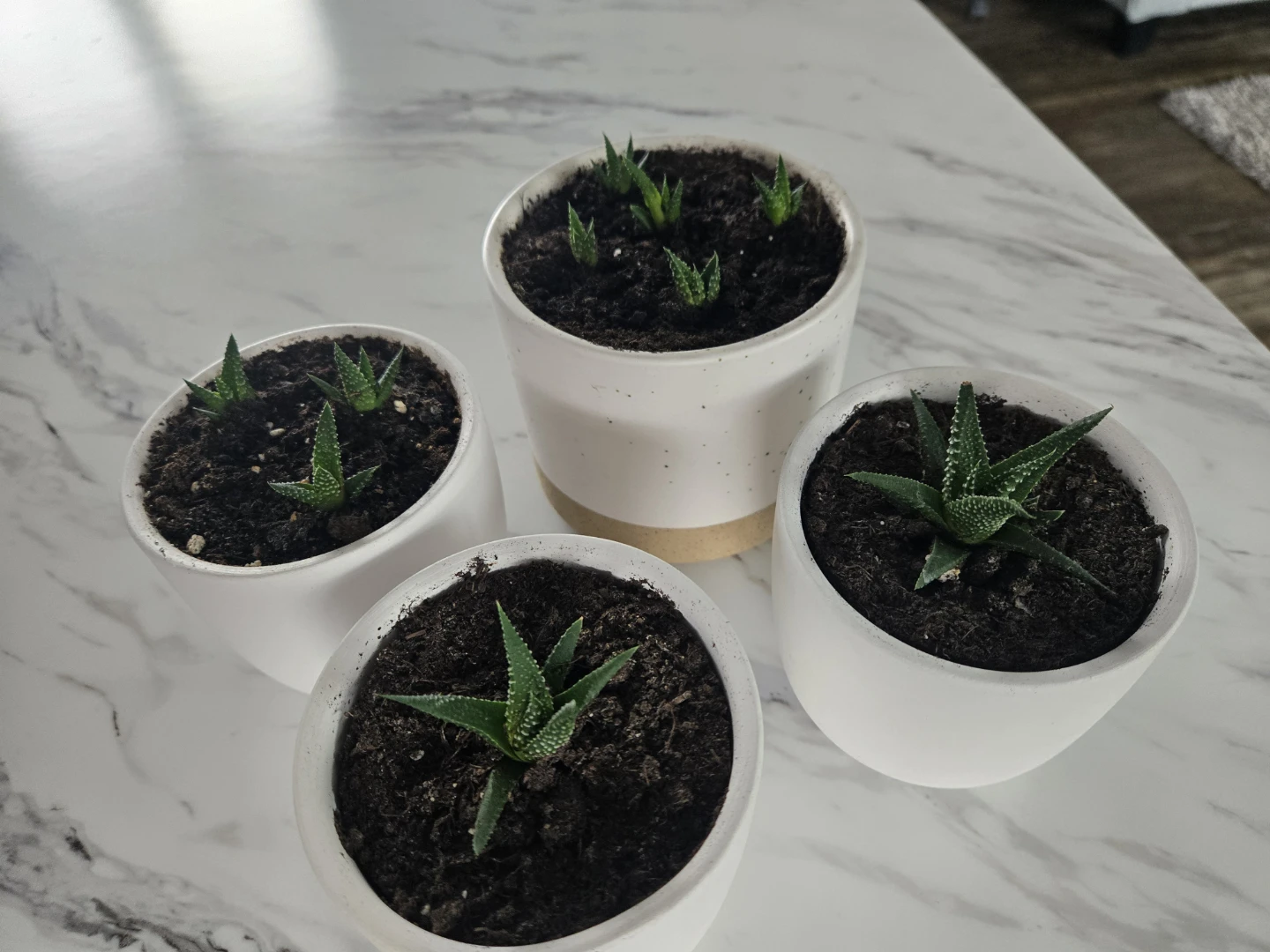 Baby Zebra plants for sale!
