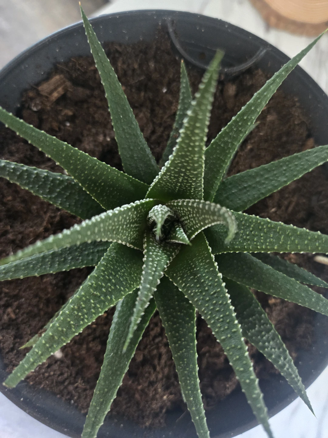 Baby Zebra plants for sale! - photo 5