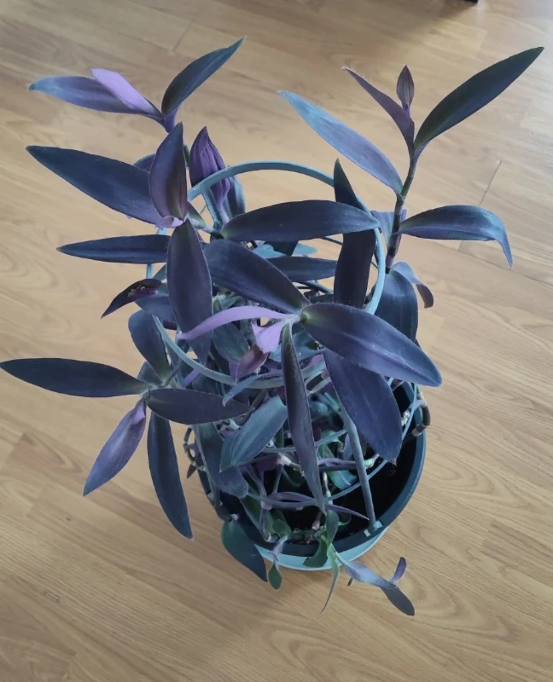 Purple Heart Plant with Trellis - photo 2