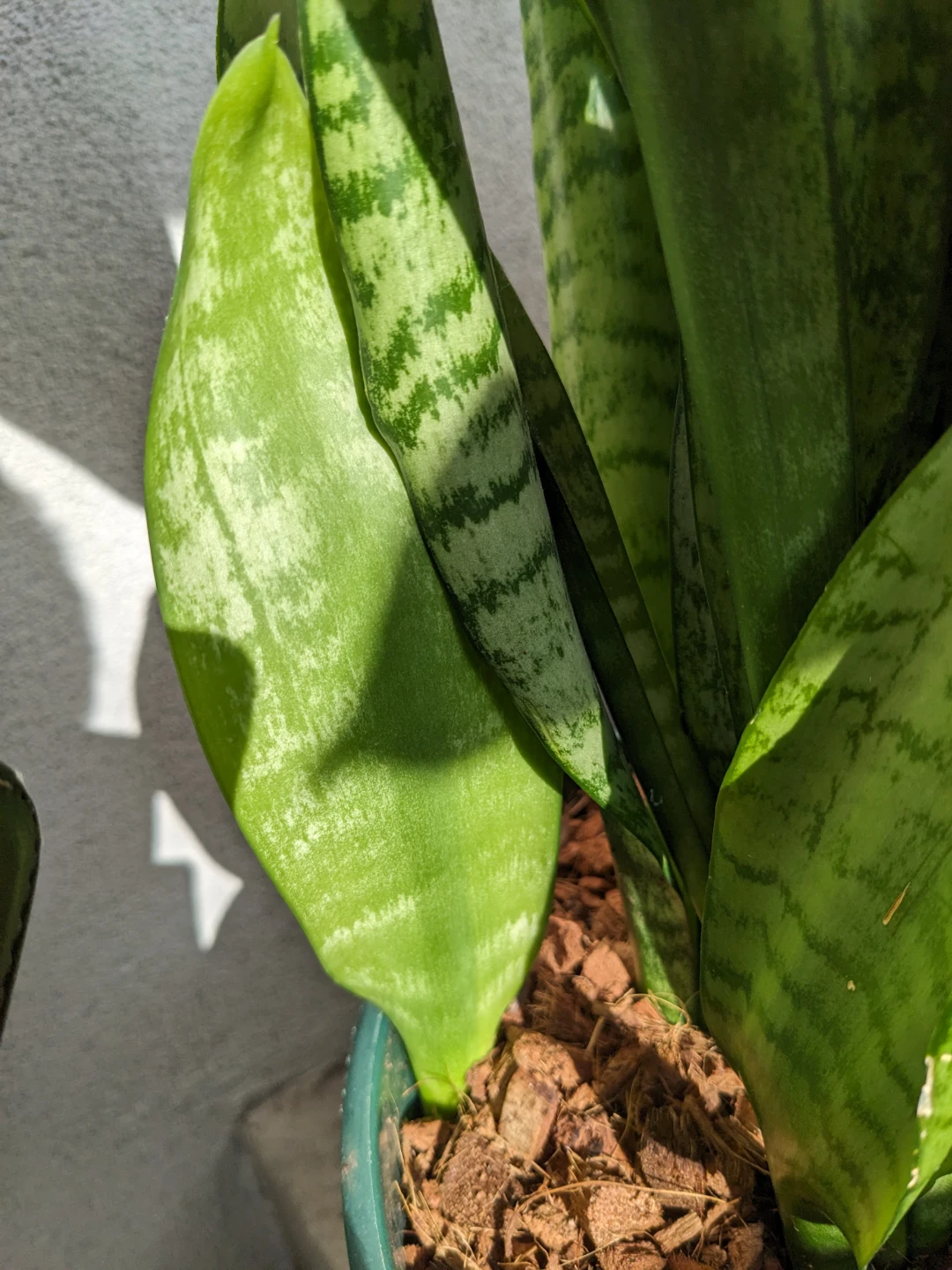Big healthy snake plant sansevieria in pot - photo 5