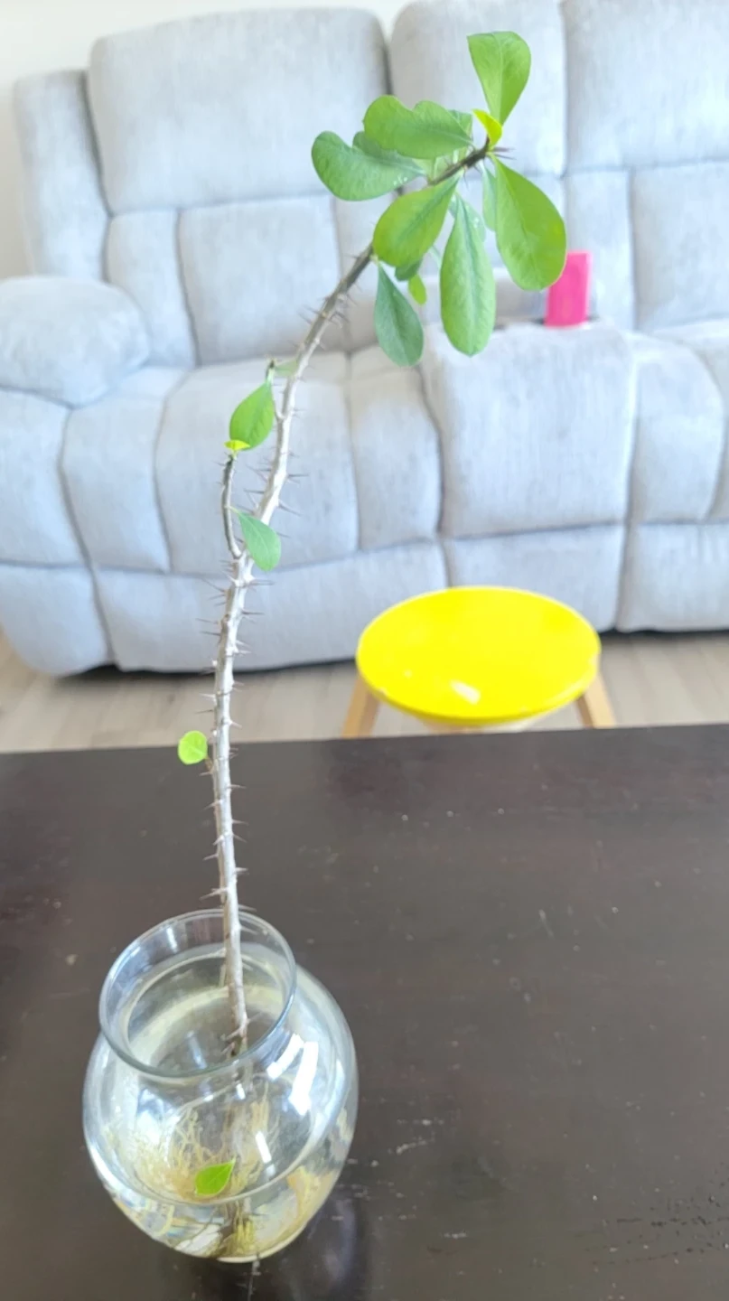 Crown of Thorns Plant - photo 2