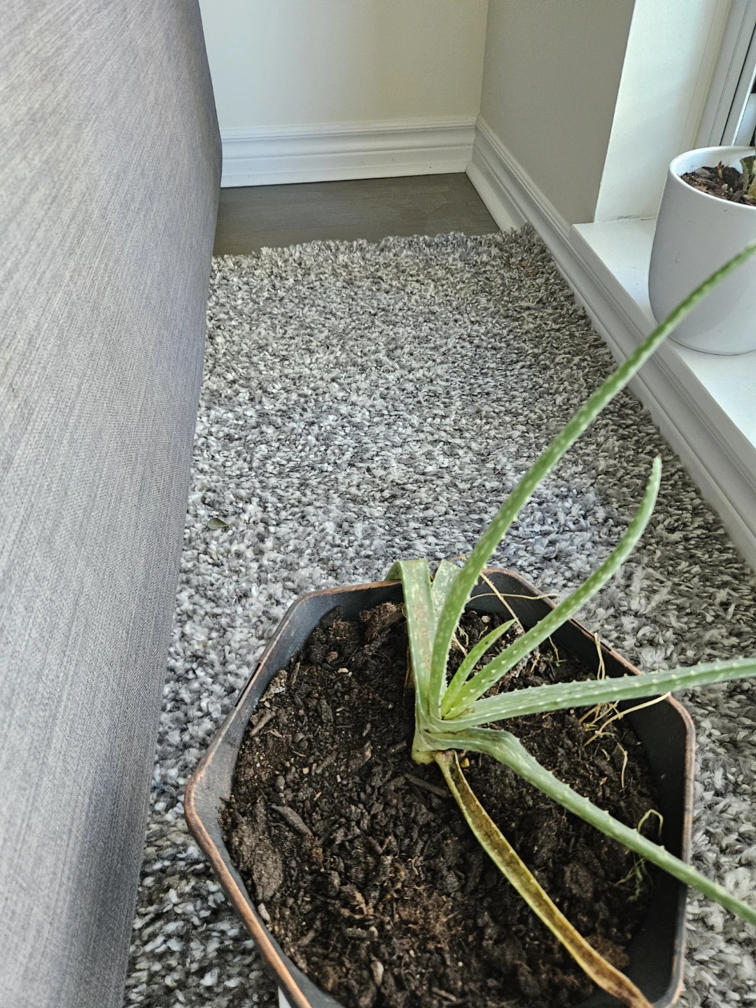 Aloe Vera Plant in Pot