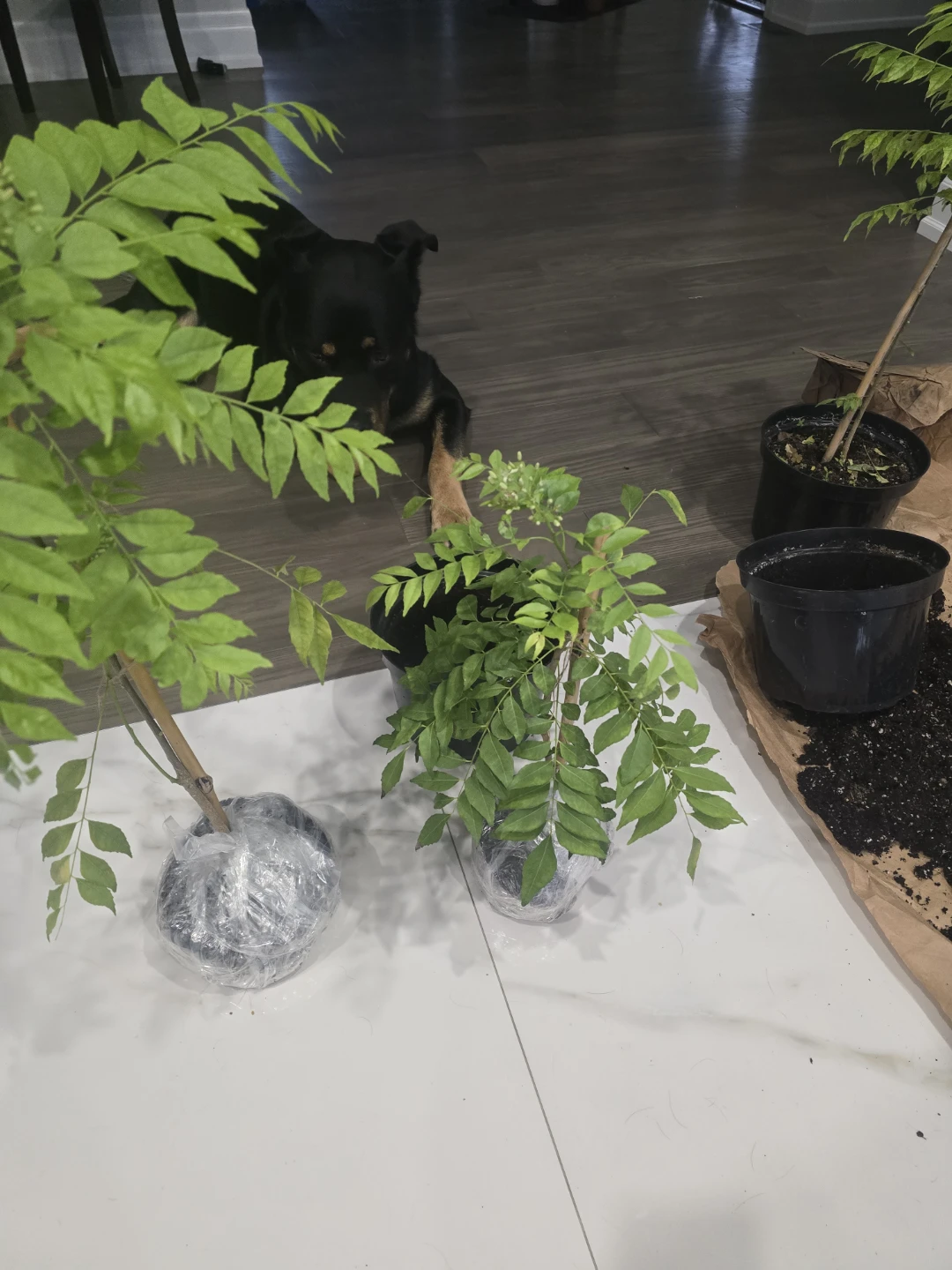 Curry Leaf Plant - photo 3