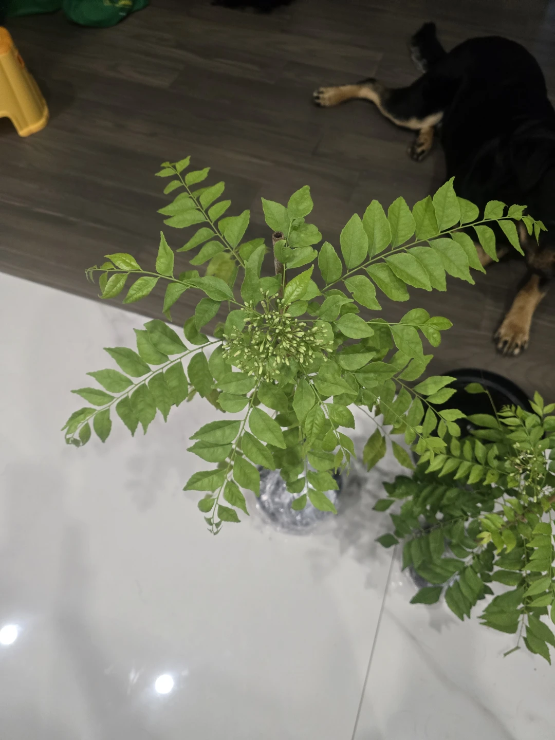 Curry Leaf Plant - photo 4