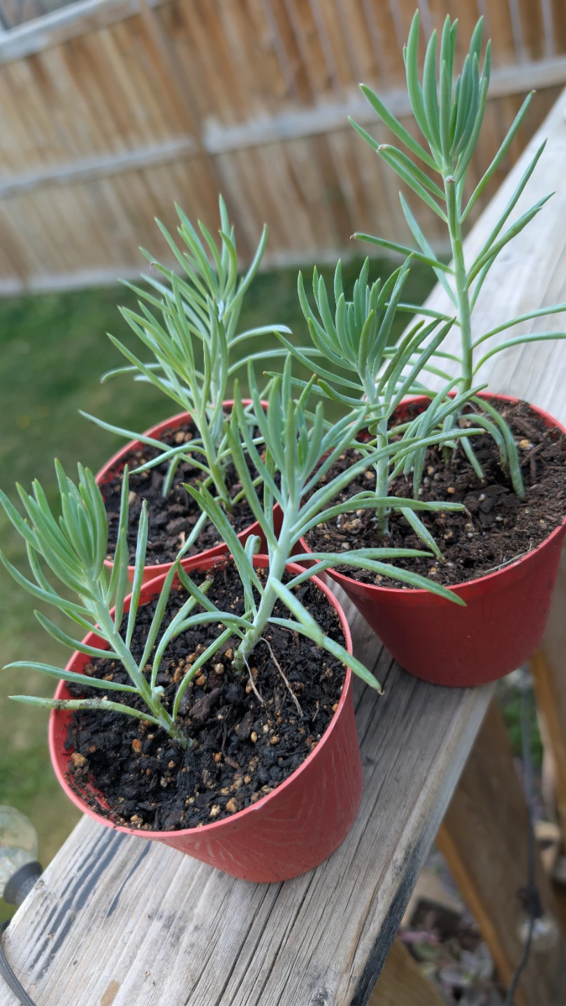 Blue Chalksticks Succulents for sale! - photo 2