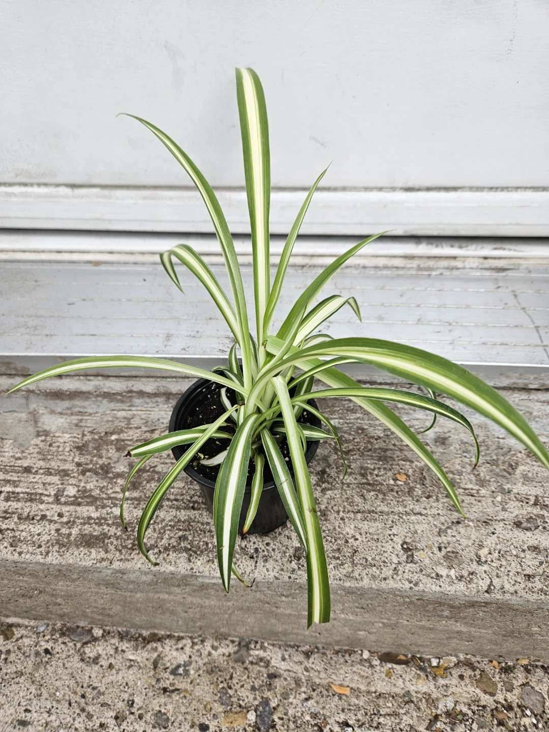 Begonia and Spider Plant Assortment - photo 5