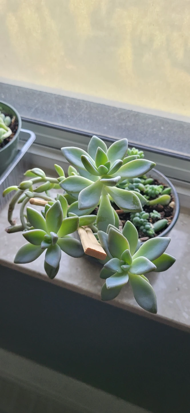 Two types of succulent in a glass container - photo 4