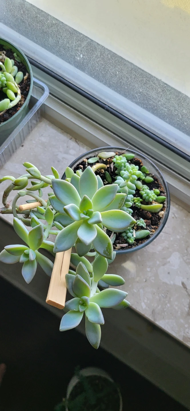 Two types of succulent in a glass container - photo 5