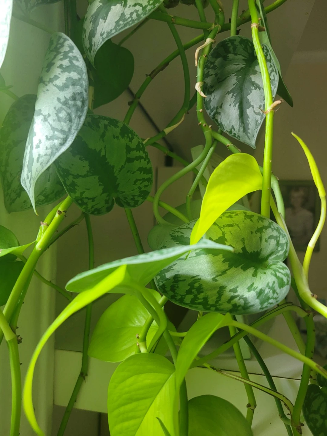 Scindapsus Pictus 'Argyraeus' Plant - photo 2