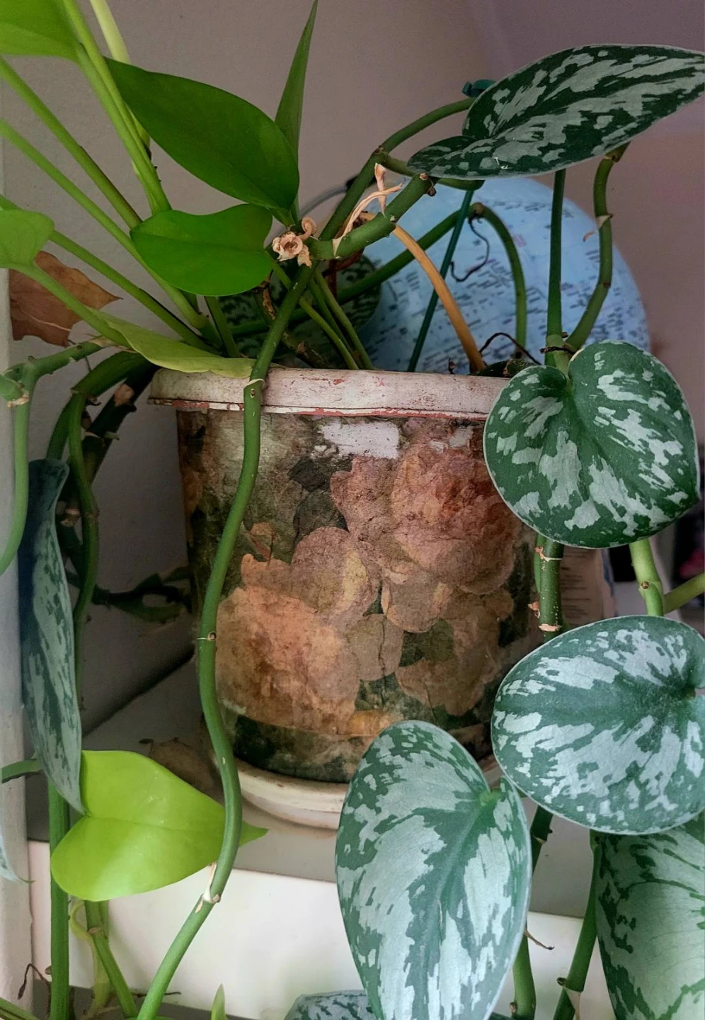 Scindapsus Pictus 'Argyraeus' Plant - photo 3