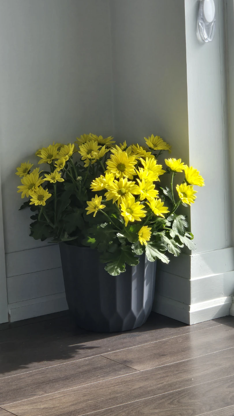 Yellow Chrysanthemum Plant in Grey Pot