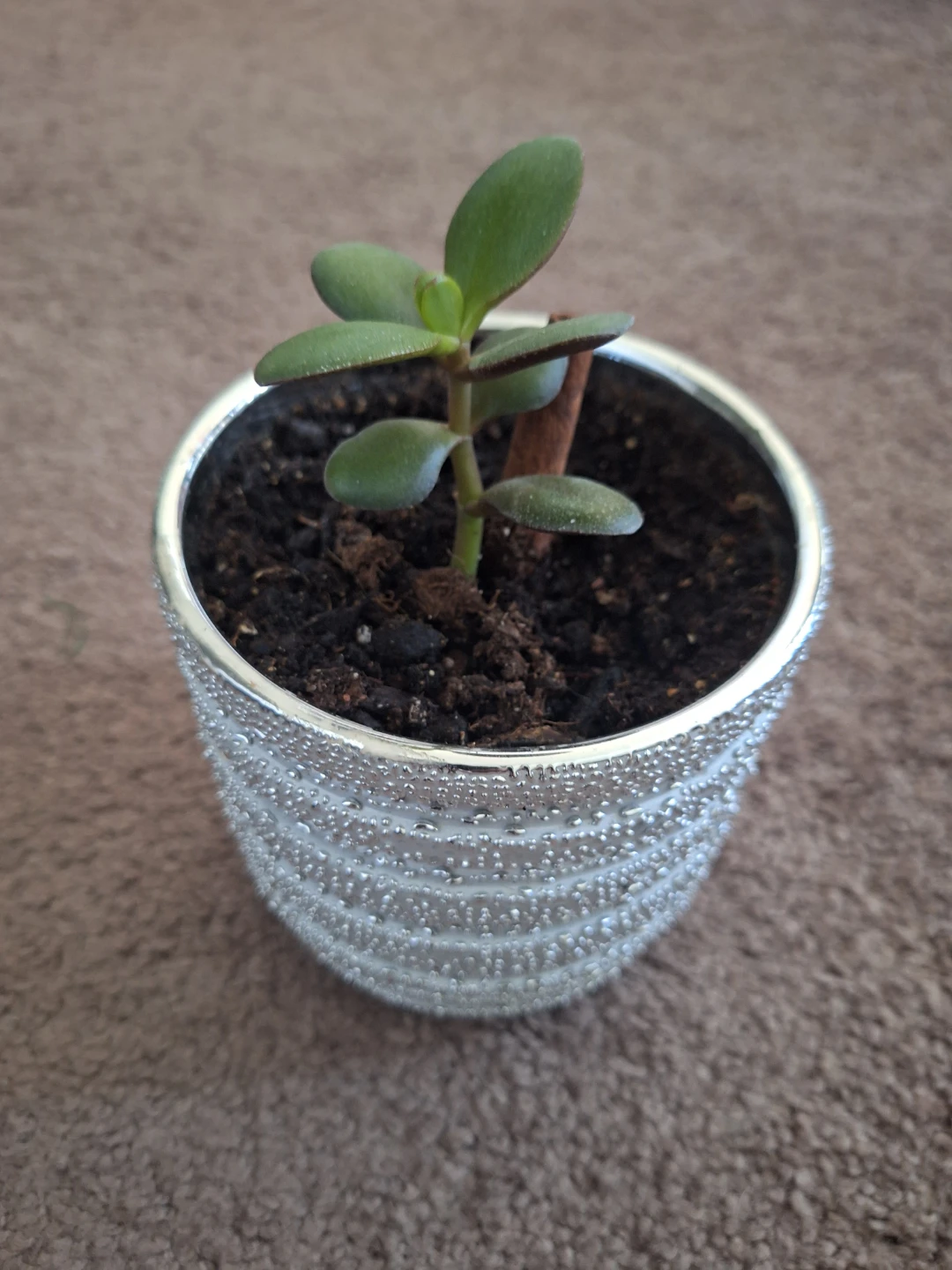 Jade Plant in Decorative Pot