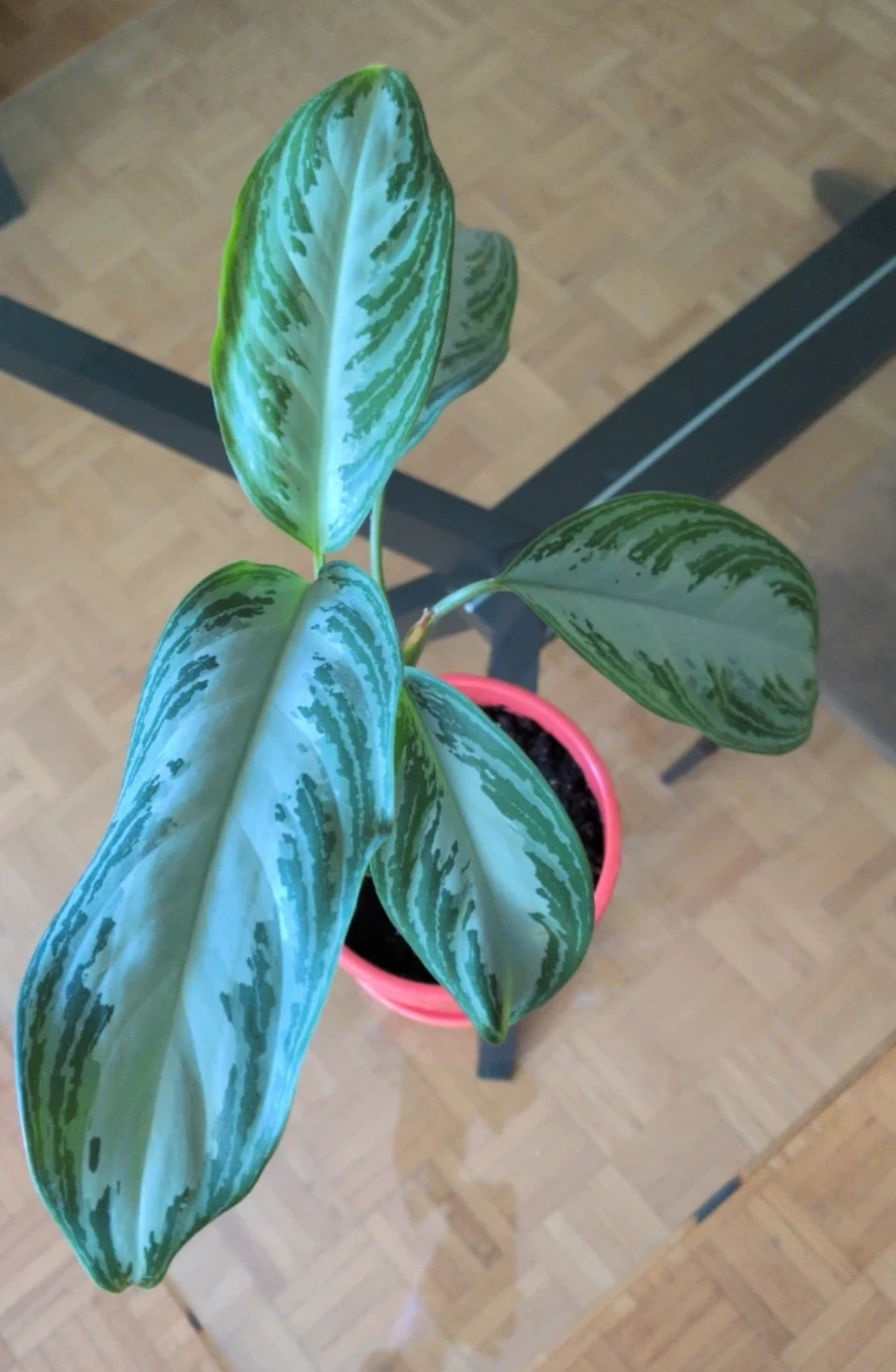 Aglaonema Plant in Coral Pot