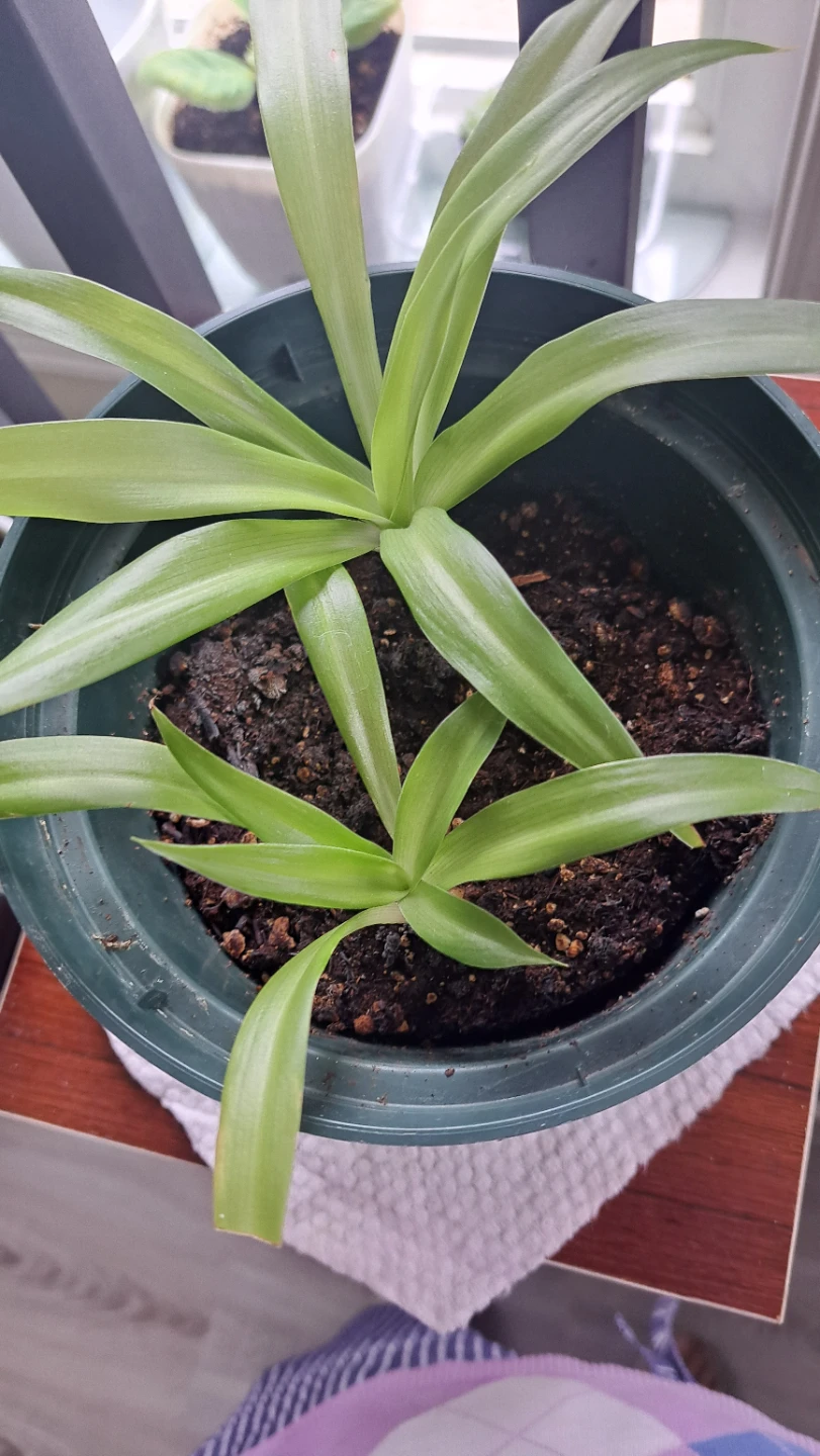 2 Spider Plant in one pot - photo 2