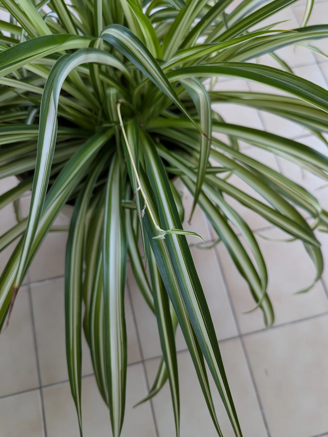 Large Spider Plant - photo 2
