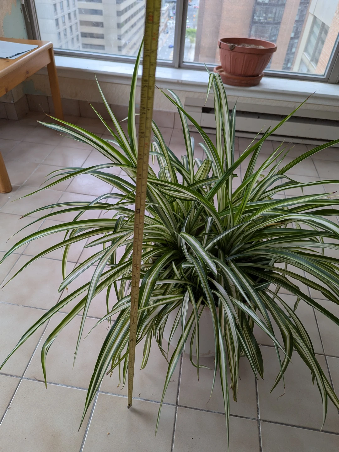 Large Spider Plant - photo 5