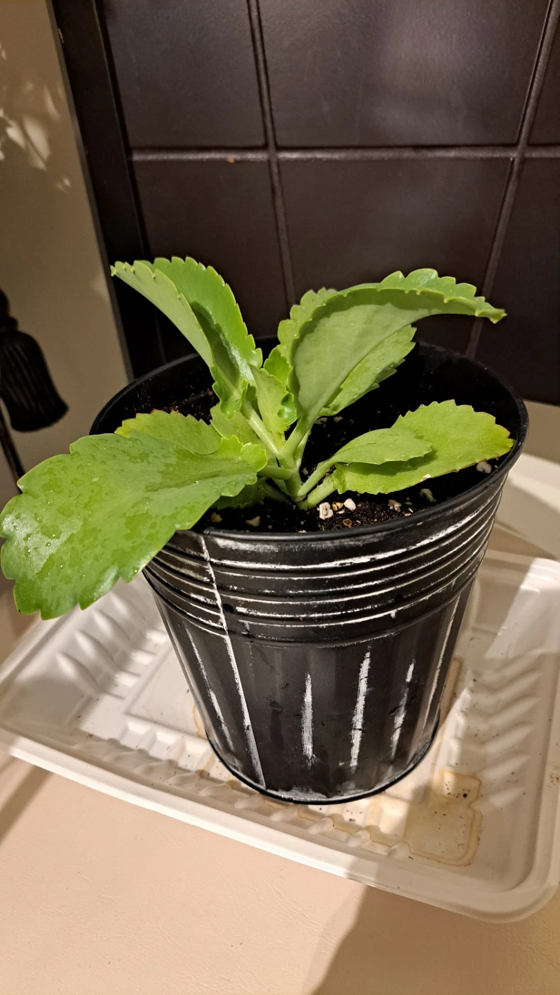Kalanchoe Plant in Black Pot