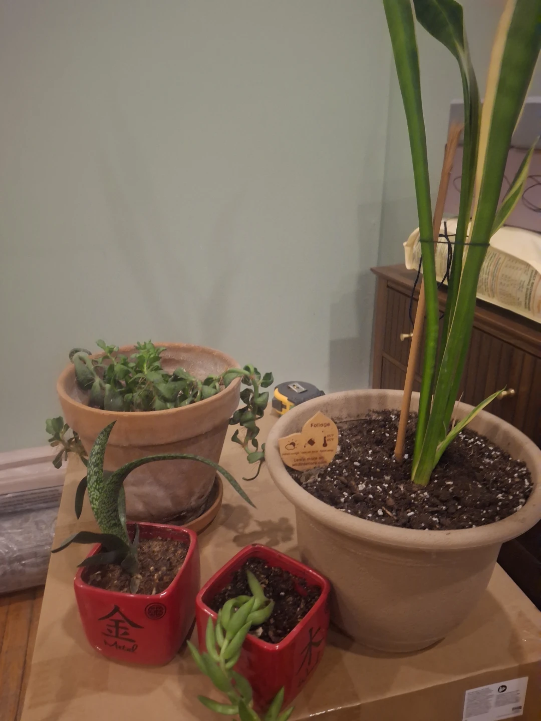 Assorted Potted Plants
