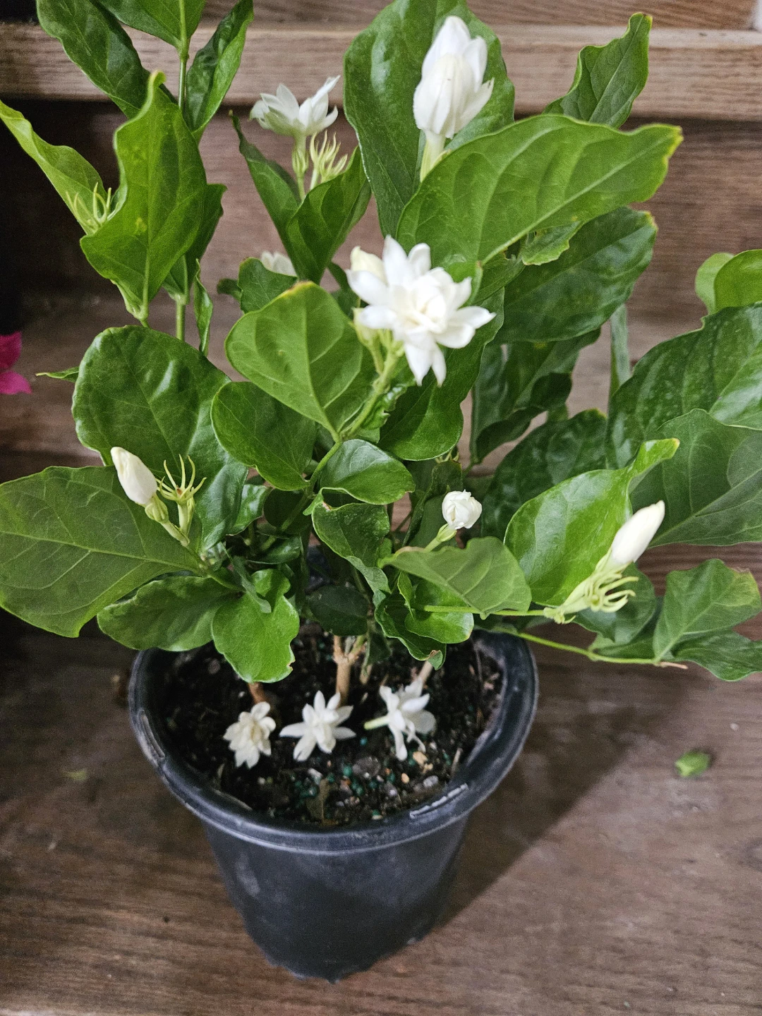 Jasmine Plant in Pot
