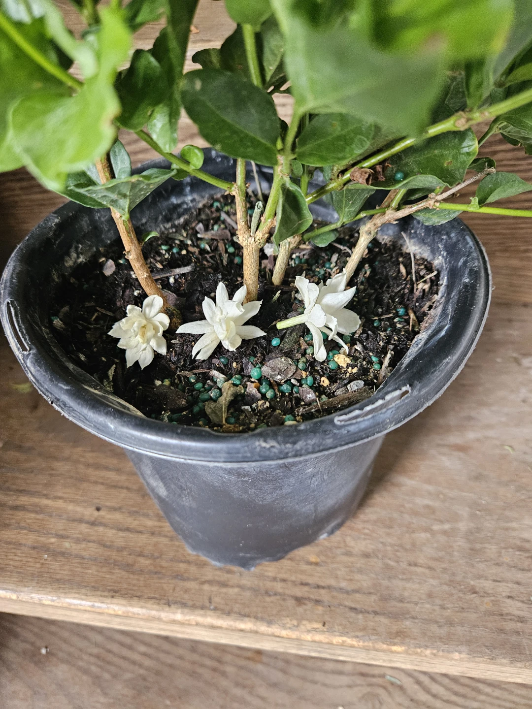 Jasmine Plant in Pot - photo 2