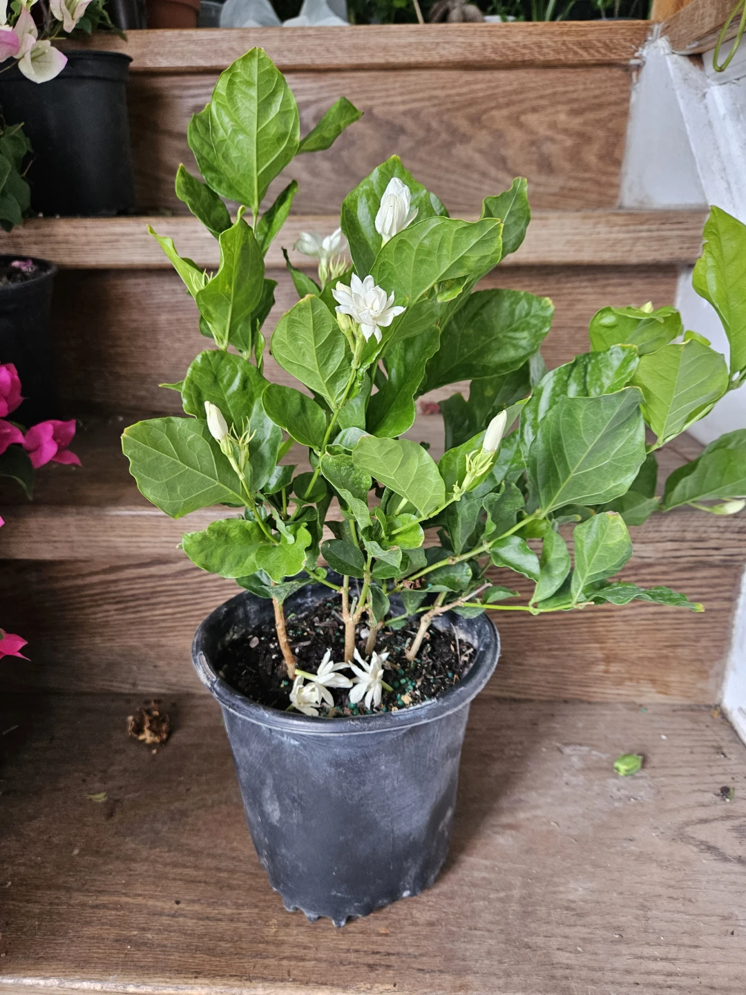 Jasmine Plant in Pot - photo 3