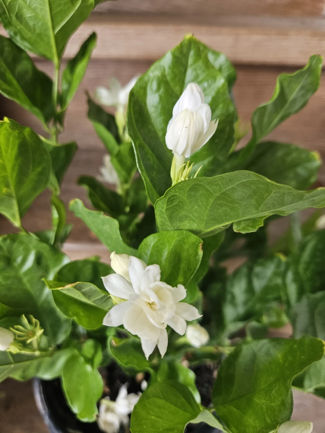 Jasmine Plant in Pot - photo 4