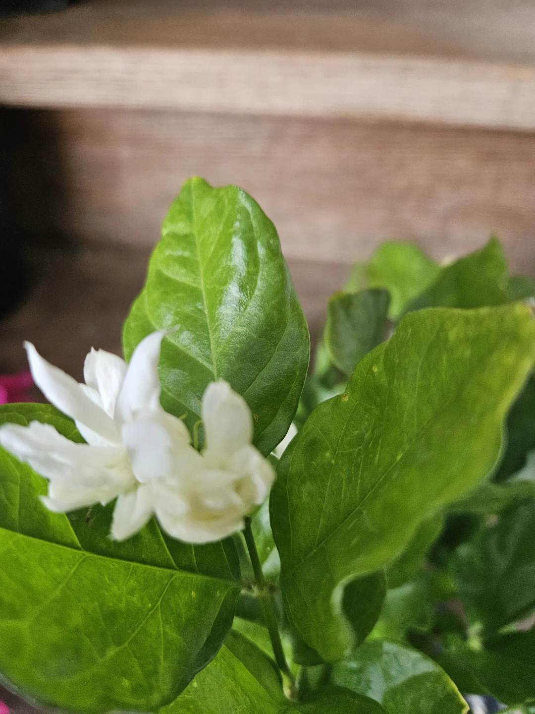 Jasmine Plant in Pot - photo 5