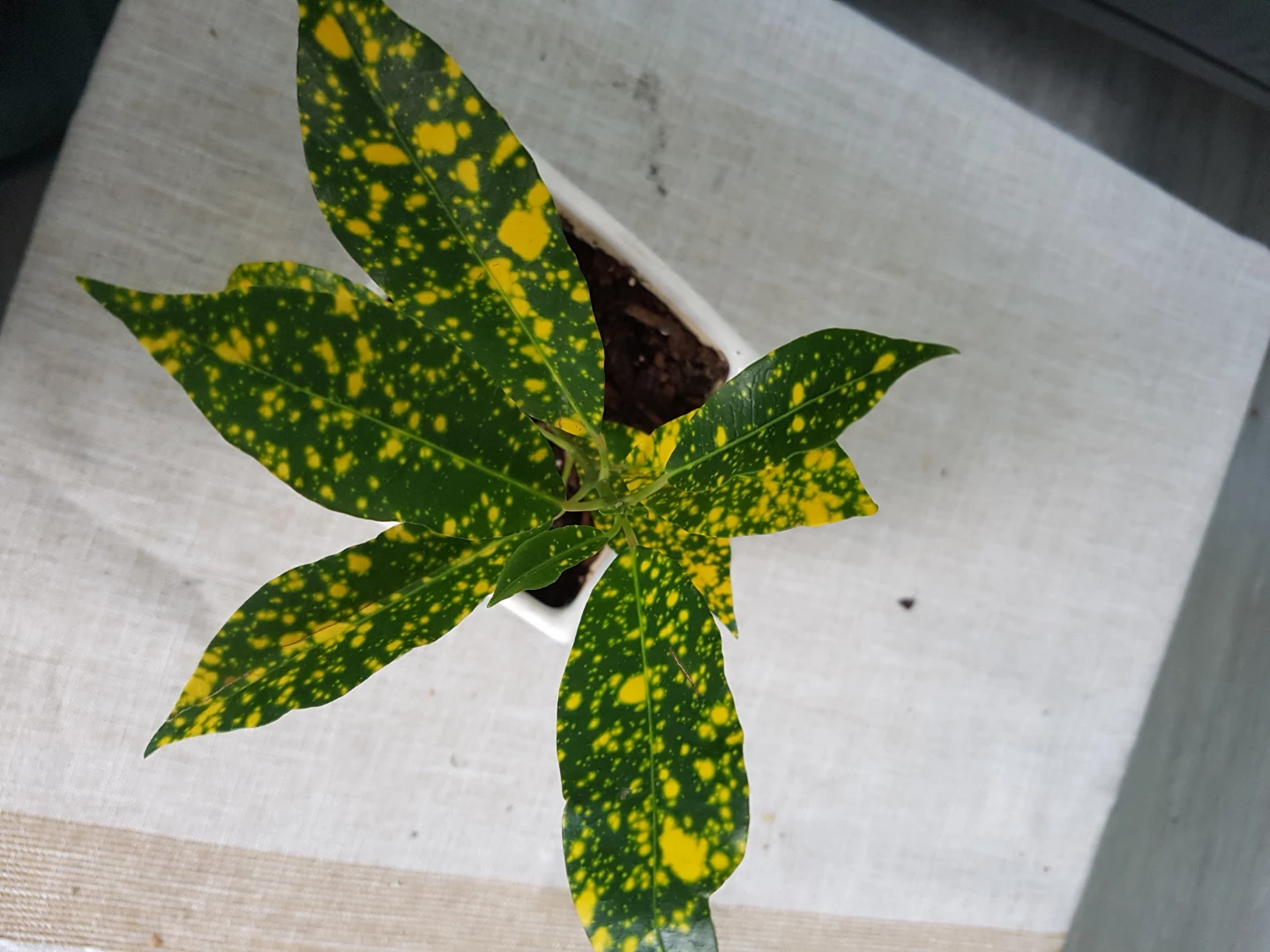 Variegated Croton Plant